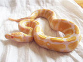 Albino Royal Python- Blackecho's Cleo