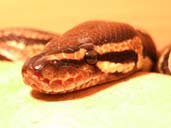 head shot of a Royal Python