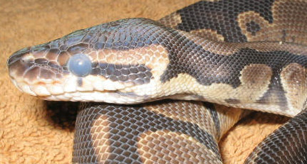 Royal Python In Preecdysis with eyes in blue