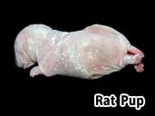 Rat pup - suitable prey item for a hatchling Royal Python