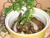 Saddleninja's Royal Python Photograph. Royal in Water Bowl