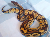 Royal Python