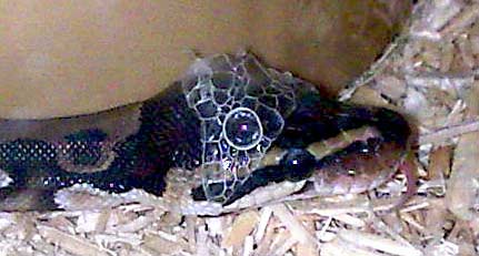 Royal Python Shedding it's skin - Ecdysis