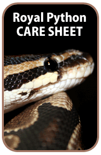 Click here to go to the Royal Python Care Sheet