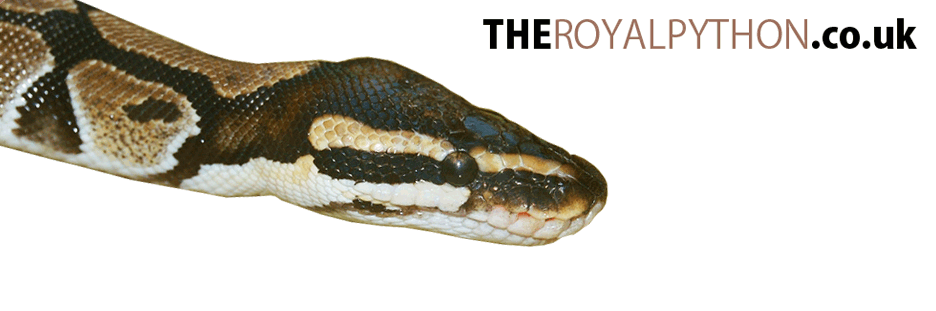 Royal Python - The Royal Python.co.uk